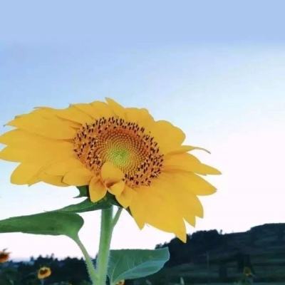 收银员模拟器游戏下载